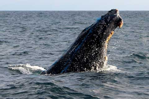 West Coast Whale Entanglements in 2016 Broke Record for Third Straight Year