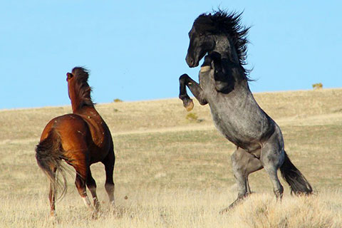 Famous Herd of Mustangs Faces A Round-Up