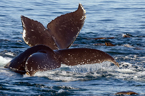 Millions of Gallons of Untreated Sewage Spills into Monterey Bay