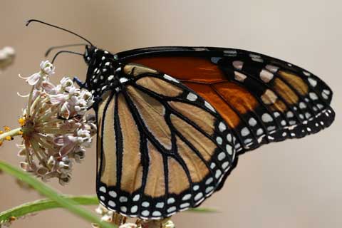 Western Monarch Butterflies Continue to Decline