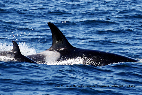 Lawsuit Forces Protection for Endangered Orcas' West Coast Habitat