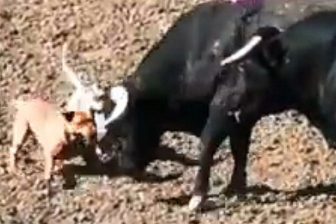 Cruel, Illegal Bull-Baiting Condemned