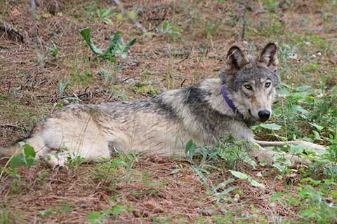 New Wolf Pack Confirmed in California’s Plumas County