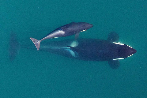 Endangered Orcas’ West Coast Habitat Receives New Federal Protection
