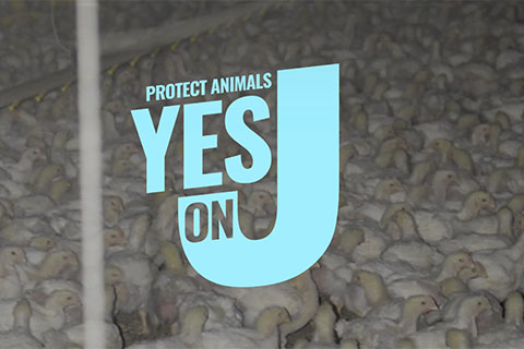Historic Factory Farm Ban on Nov 5 Ballot in Sonoma County : Indybay