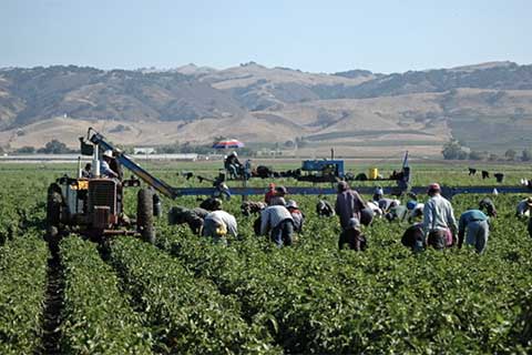 Pesticides Detected in 80% of State's Air Monitoring Samples